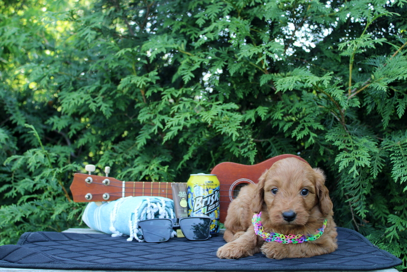 puppy, for, sale, Mini  Goldendoodle, Matthew B. Stoltzfus, dog, breeder, Gap, PA, dog-breeder, puppy-for-sale, forsale, nearby, find, puppyfind, locator, puppylocator, aca